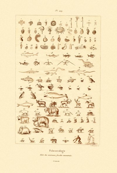 Paleontology by French School